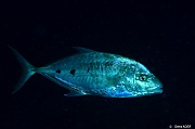 Carangoides fulvoguttatus Carangue a points-Currieuse Coral Garden-11m-20190613-Denis-ADER-DSC_9537_tn